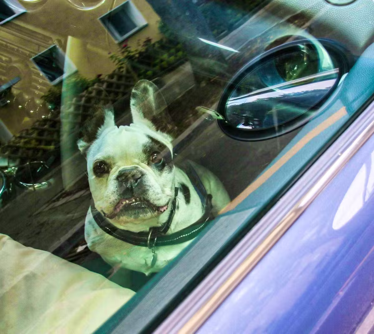 Kanton SchwyzZwei Hunde sterben nach Hitzschlag im parkierten Auto