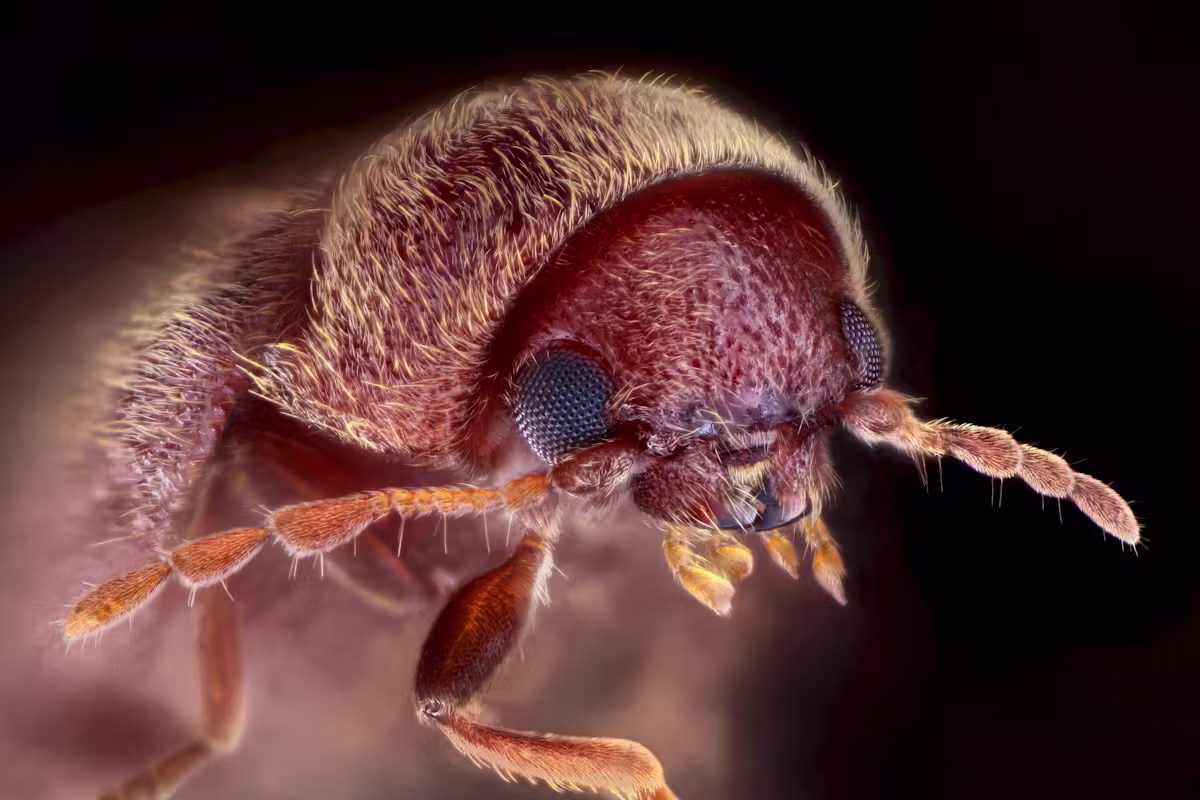 Brotkäfer im Museum: Genf bewilligt 30 Millionen Franken für Naturhistorisches Museum
