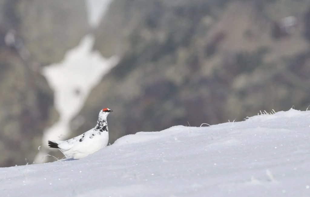 Le lagopède… C’est quoi cet animal dont la chasse pourrait être suspendue pendant cinq ans