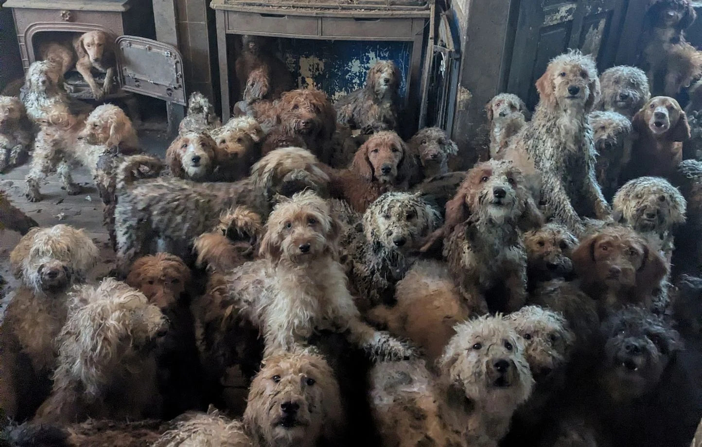 Une association de protection sauve 250 chiens entassés dans une maison