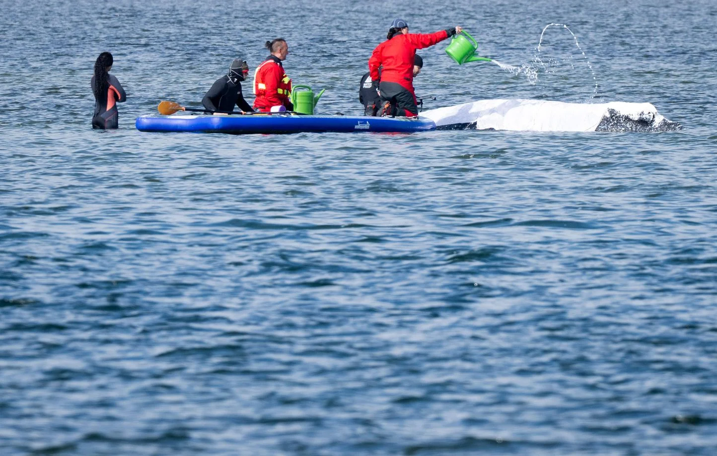 Allemagne : Nouveau sauvetage pour la baleine « Timmy », échouée depuis des semaines