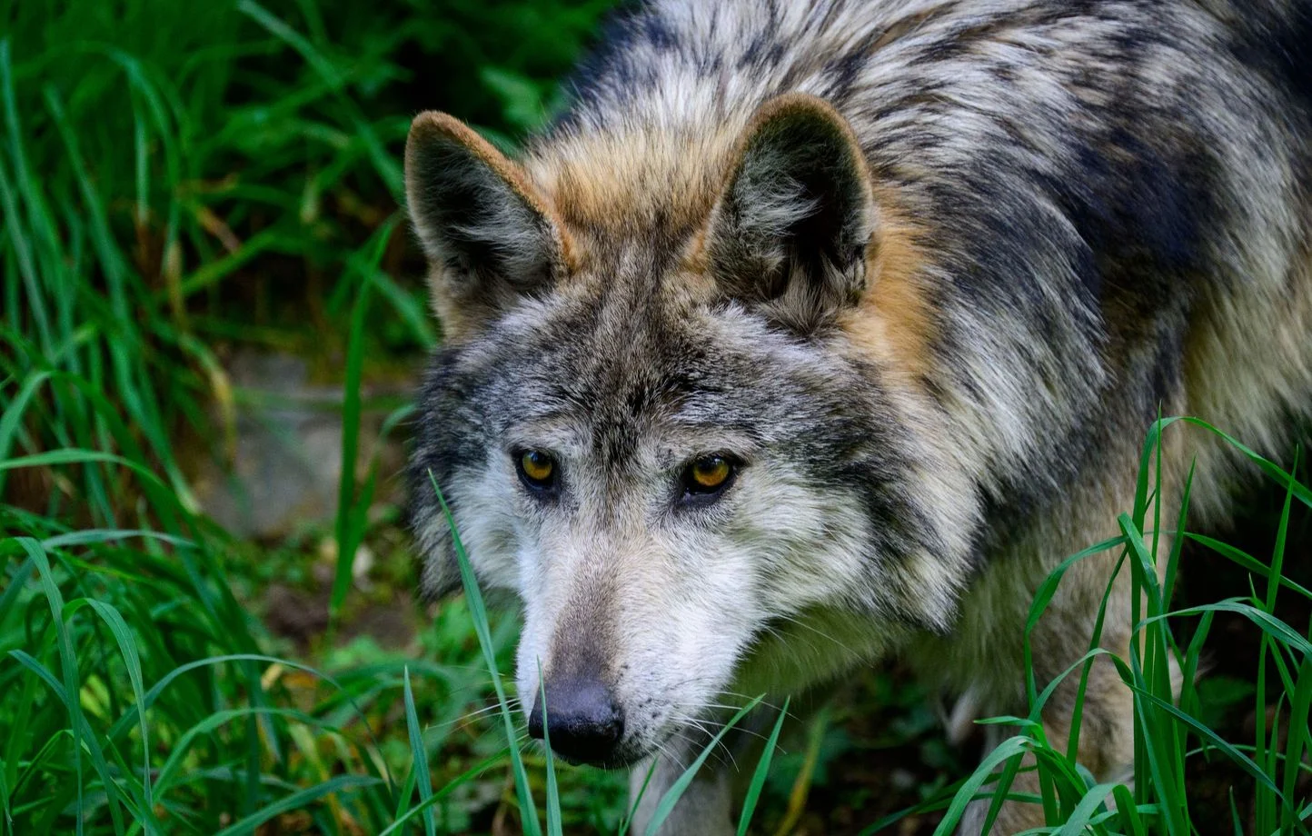 Une plainte contre l’Etat après la libréation d’un loup capturé en Normandi…