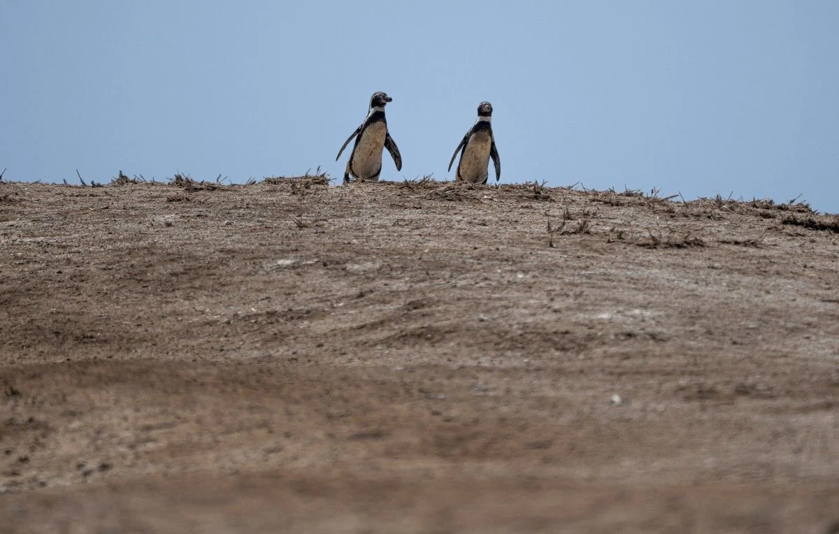 Un « épisode très fort » d’El Niño redouté par les scientifiques cette année