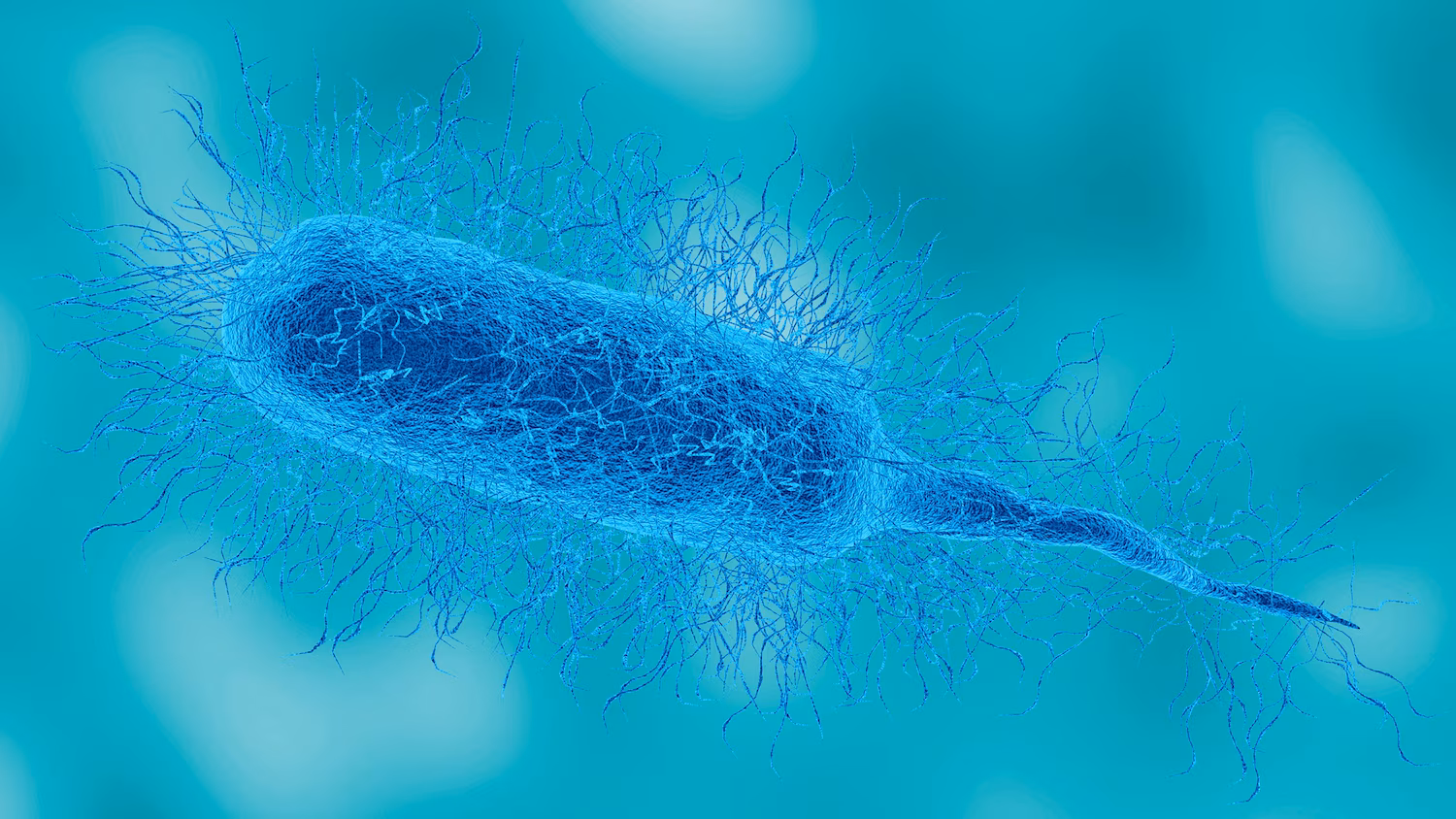 What to know about 'flesh-eating' Vibrio vulnificus bacteria after infections reported in Florida, Louisiana