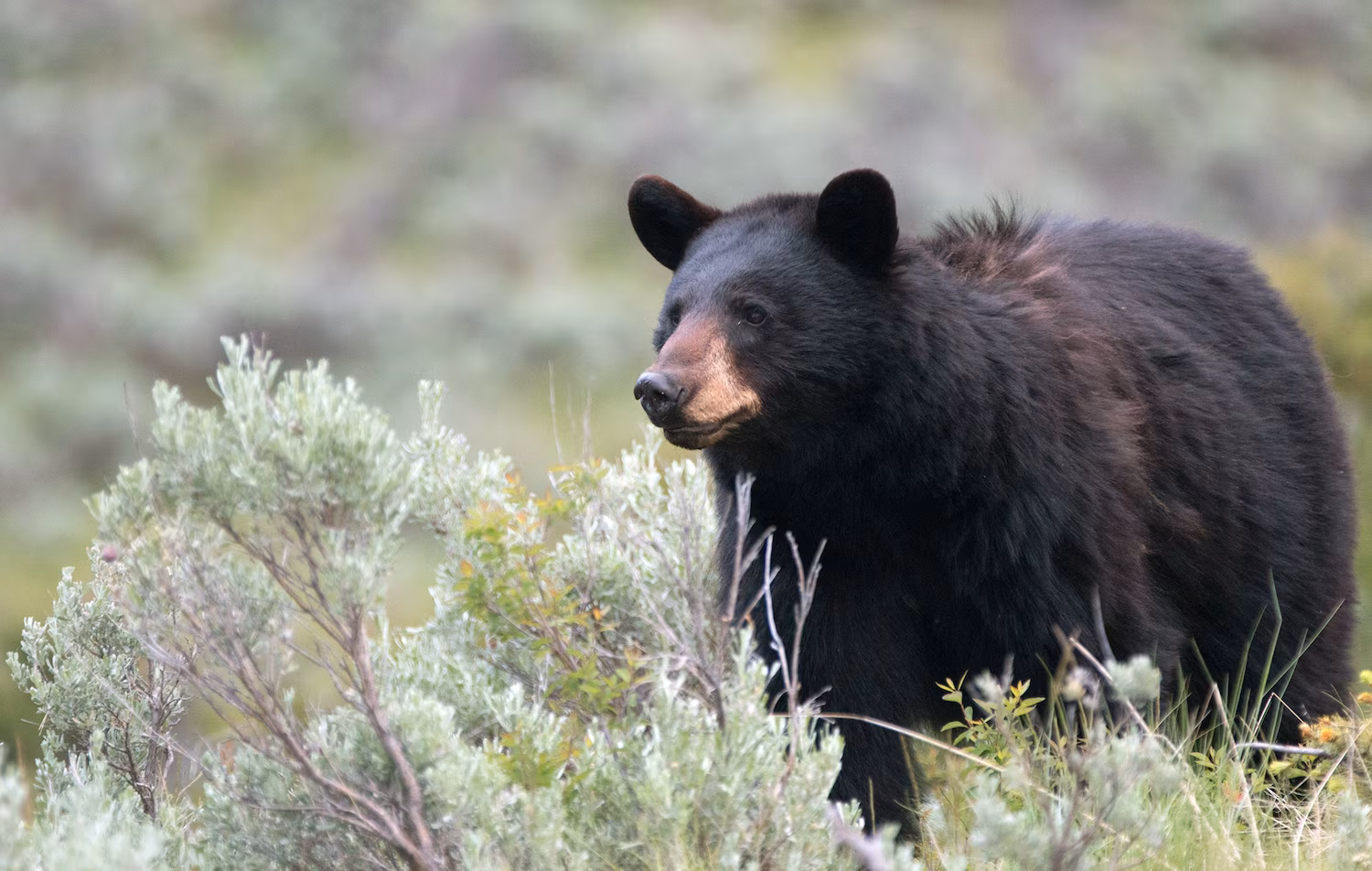 17-year-old girl asleep in room, woman in tent both attacked by bears in Colorado