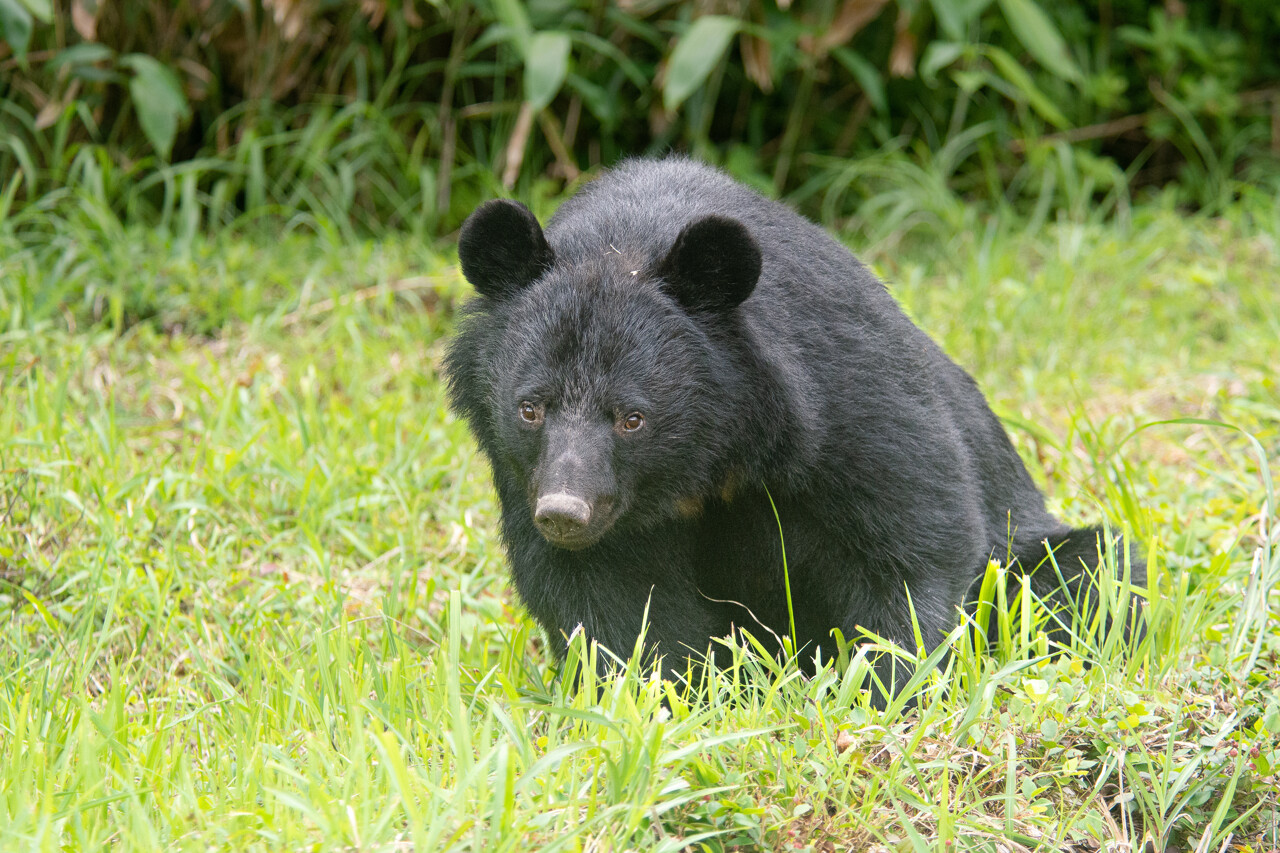 Bear causes terror after being spotted in a shopping mall in Japan: a hundred schools closed