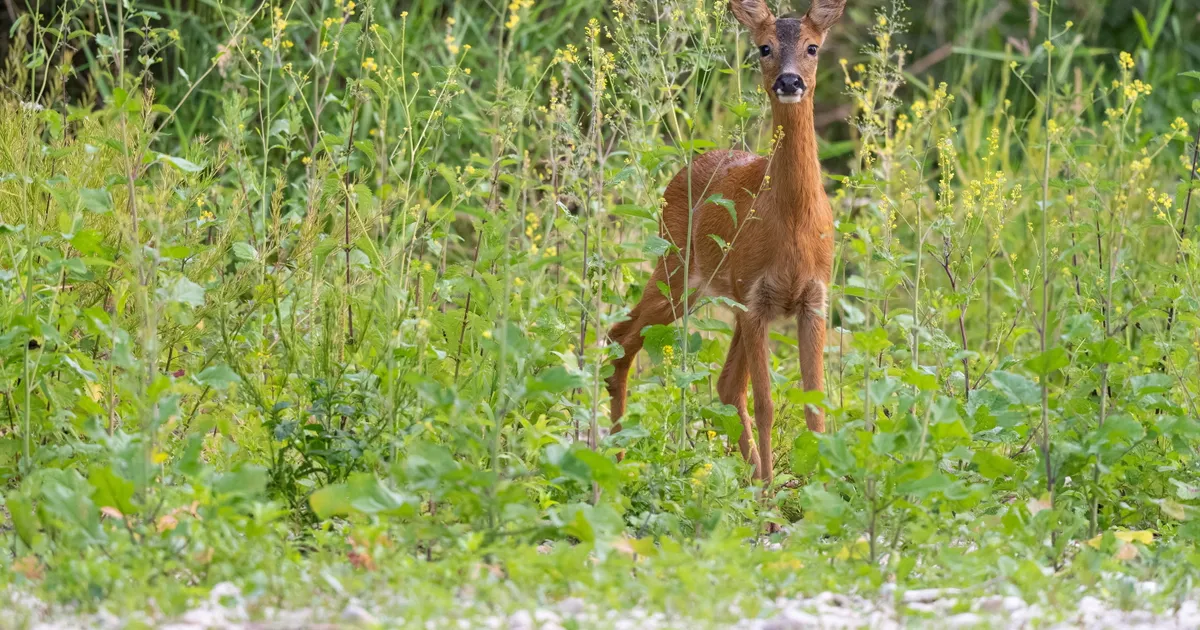 Capriolo finisce nel canale Ledra, salvato dai Vigili del Fuoco