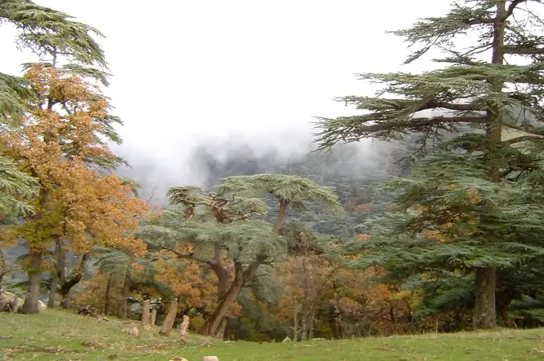 Tissemsilt : Le Parc national de Théniet El Had classé au Réseau mondial des réserves de biosphère de l’Unesco