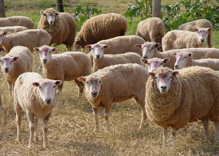 Après les vaches, l’Algérie se tourne vers les moutons américains