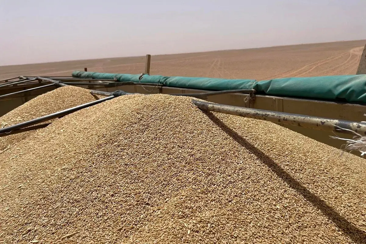 Céréales : l’Algérie prévoit une récolte de plus de 5 millions de tonnes