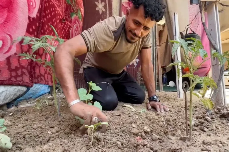 গাজায় বাস্তুচ্যুত কৃষকরা তাঁবুর কাছে সামান্য জমিতে ফসল চাষ করছেন