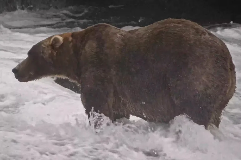 Gentle giant Backpack wins Alaska’s Fat Bear Week