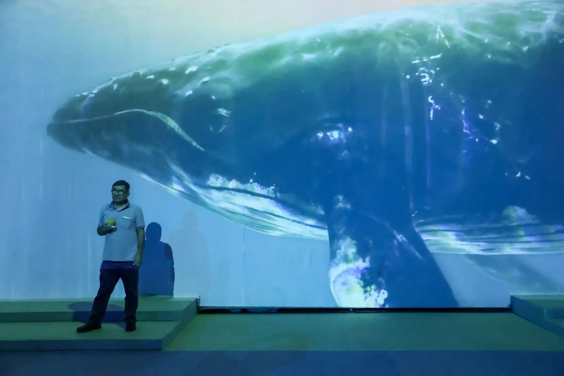 Ballenas jorobadas llegan al norte peruano entre julio y octubre