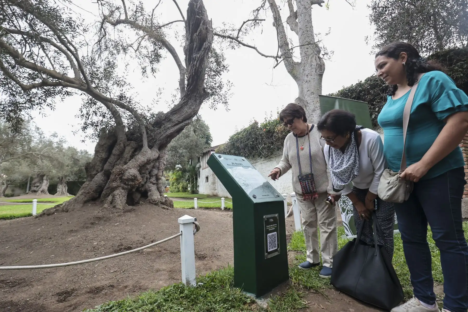 Día Internacional de los Bosques Tropicales: Serfor y Municipalidad de San Isidro impulsan ruta de árboles patrimoniales