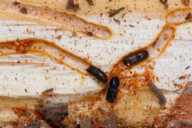 Fungus could be the insecticide of the future