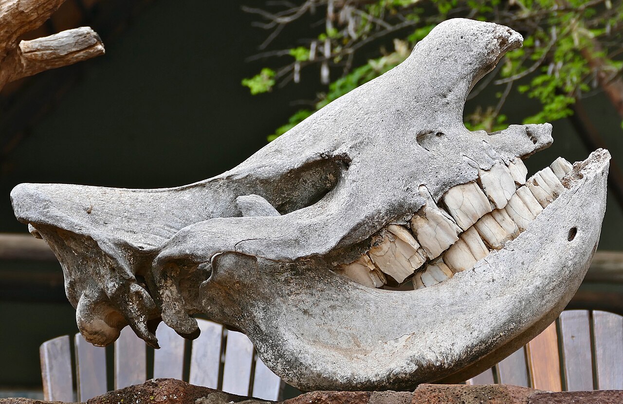 If I had a hammer… it might actually be a rhino tooth