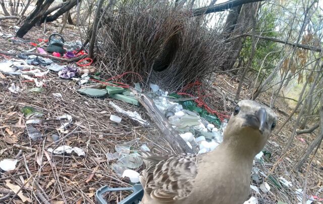Male bowerbirds prefer to dazzle females with bright human-made items