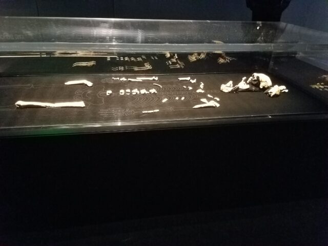 Every Homo naledi we know of is female, and the implications are fascinating
