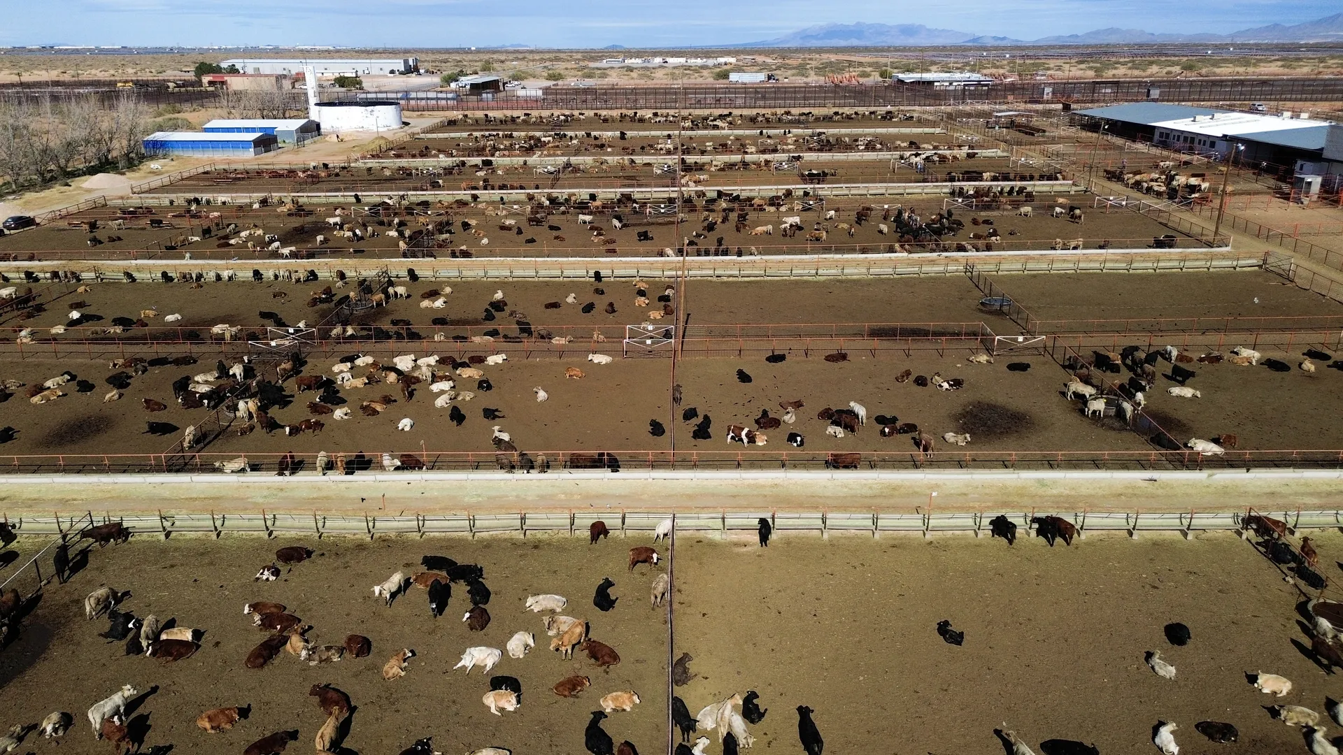 New World screwworm confirmed in Texas, stoking fresh cattle fears