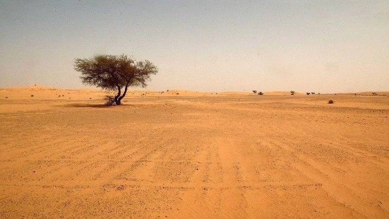 زُرعت بأراضٍ وهمية.. نائب سابق يفتح ملف الحنطة في العراق ويتحدث عن سرقة بمليارات الدنانير » وكالة بغداد اليوم الاخبارية