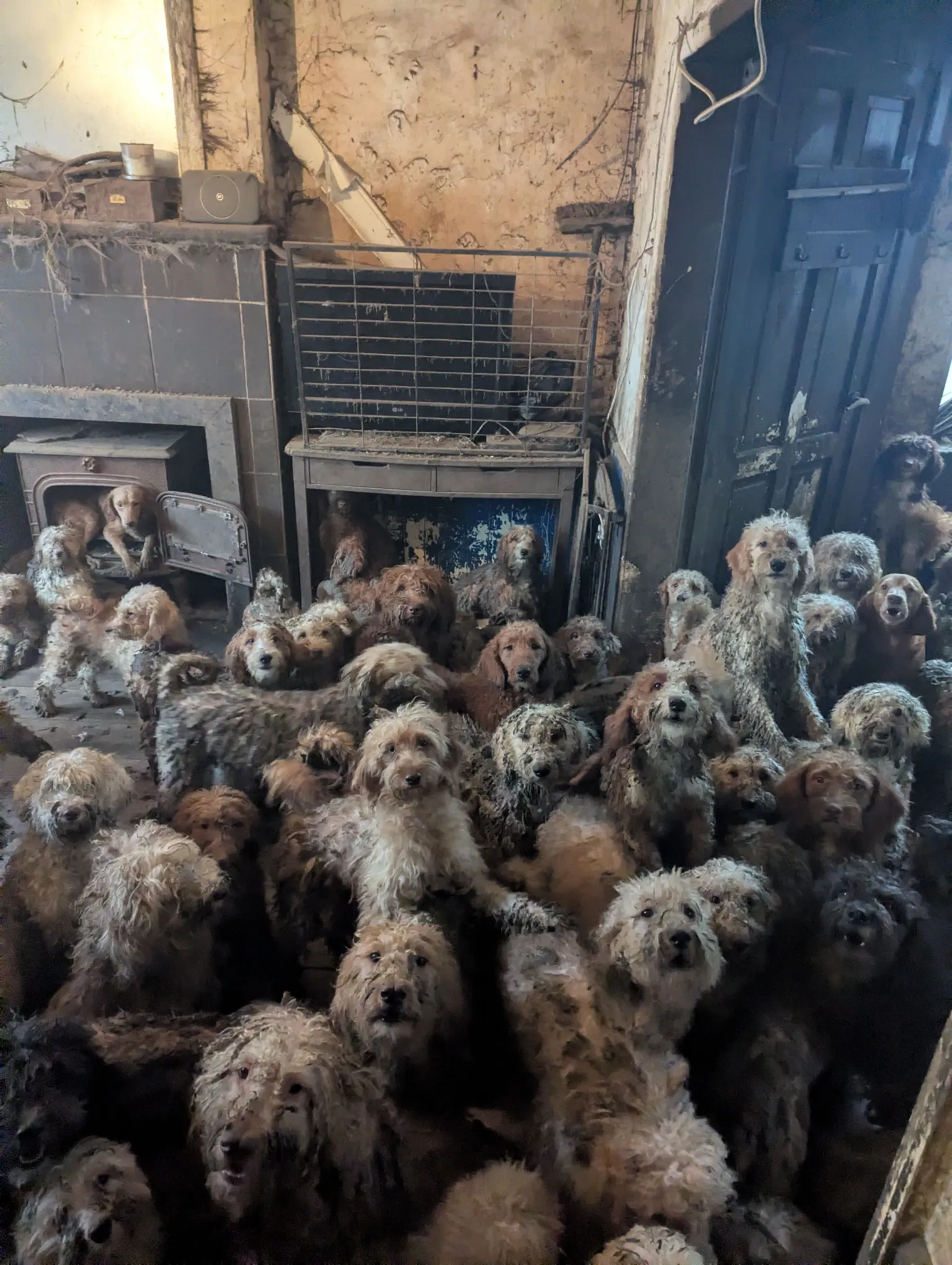 Dogs 'doing really well' after 250 found crammed in living room, RSPCA says