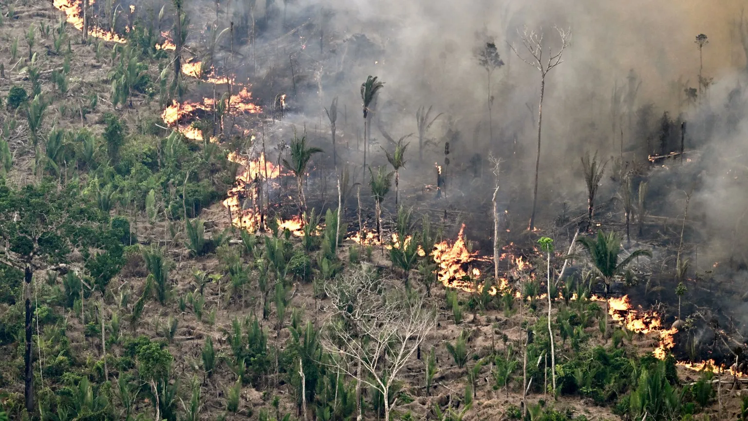 Global forest loss slows but El Niño fires could threaten progress