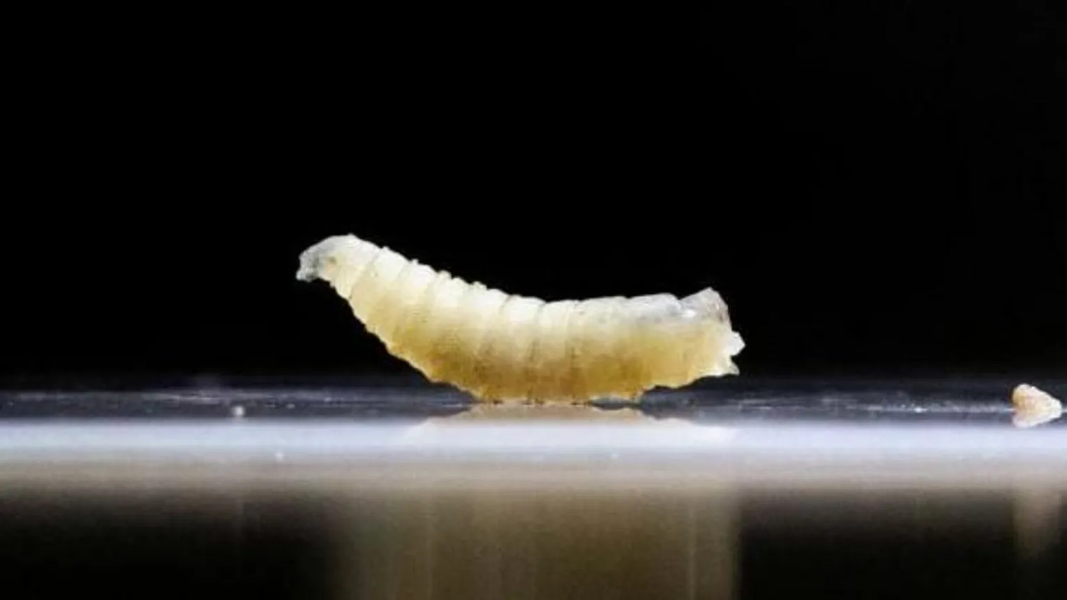 US plans to fight flesh-eating screwworm outbreak with flies and dogs