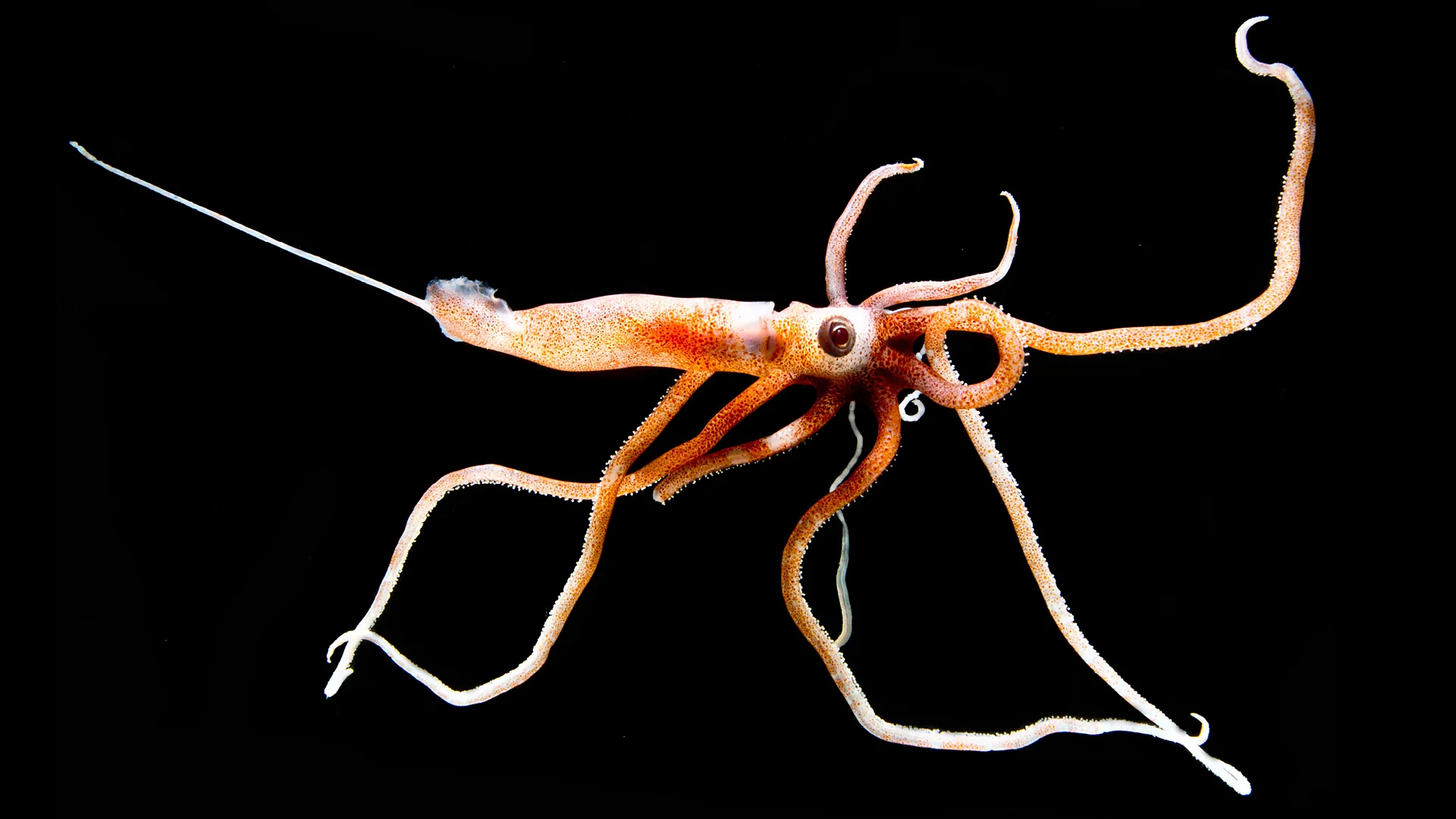 When trillions of creatures rise from ocean depths