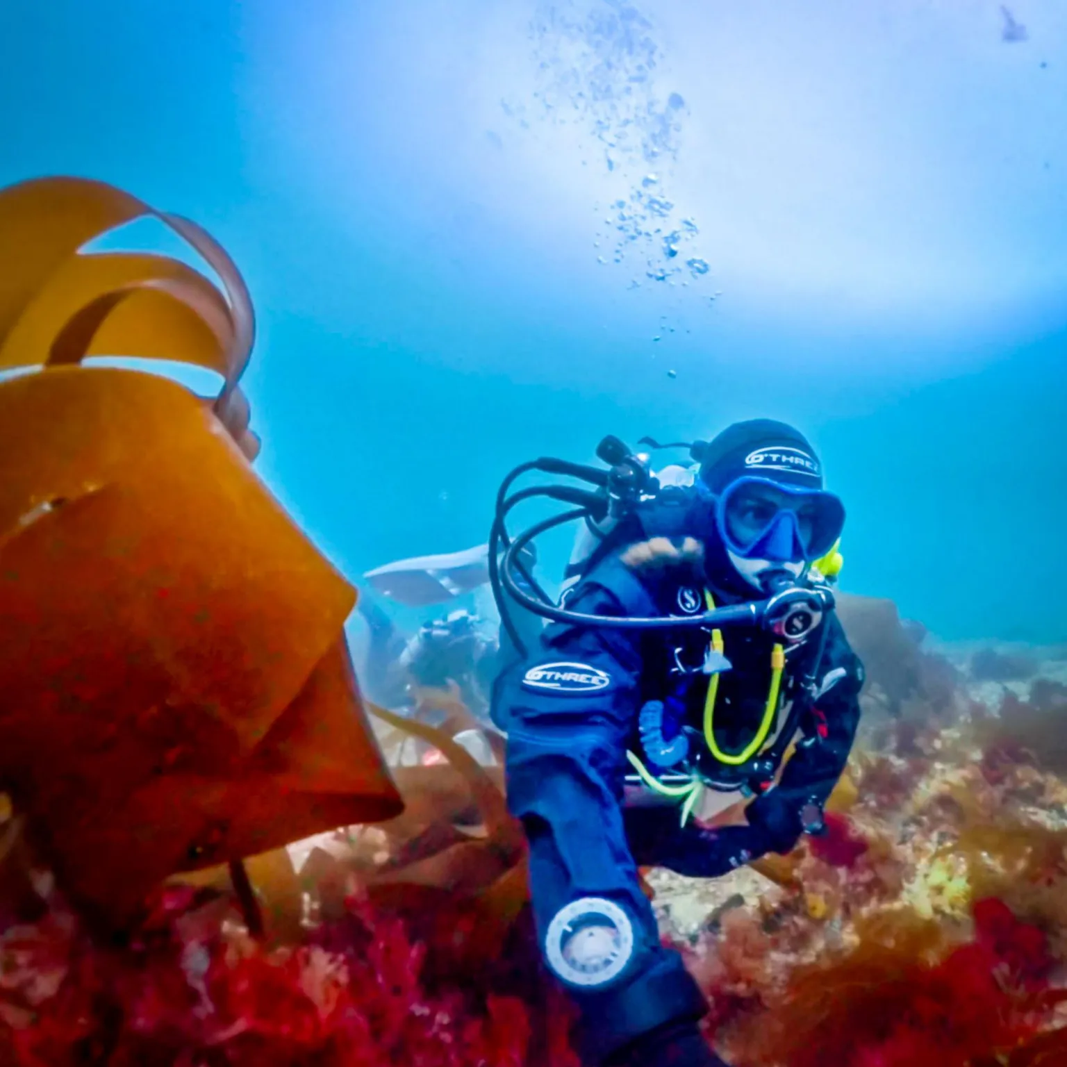 Scientist's lifelong obsession with mystery of elusive 'pink zebra' seaweed
