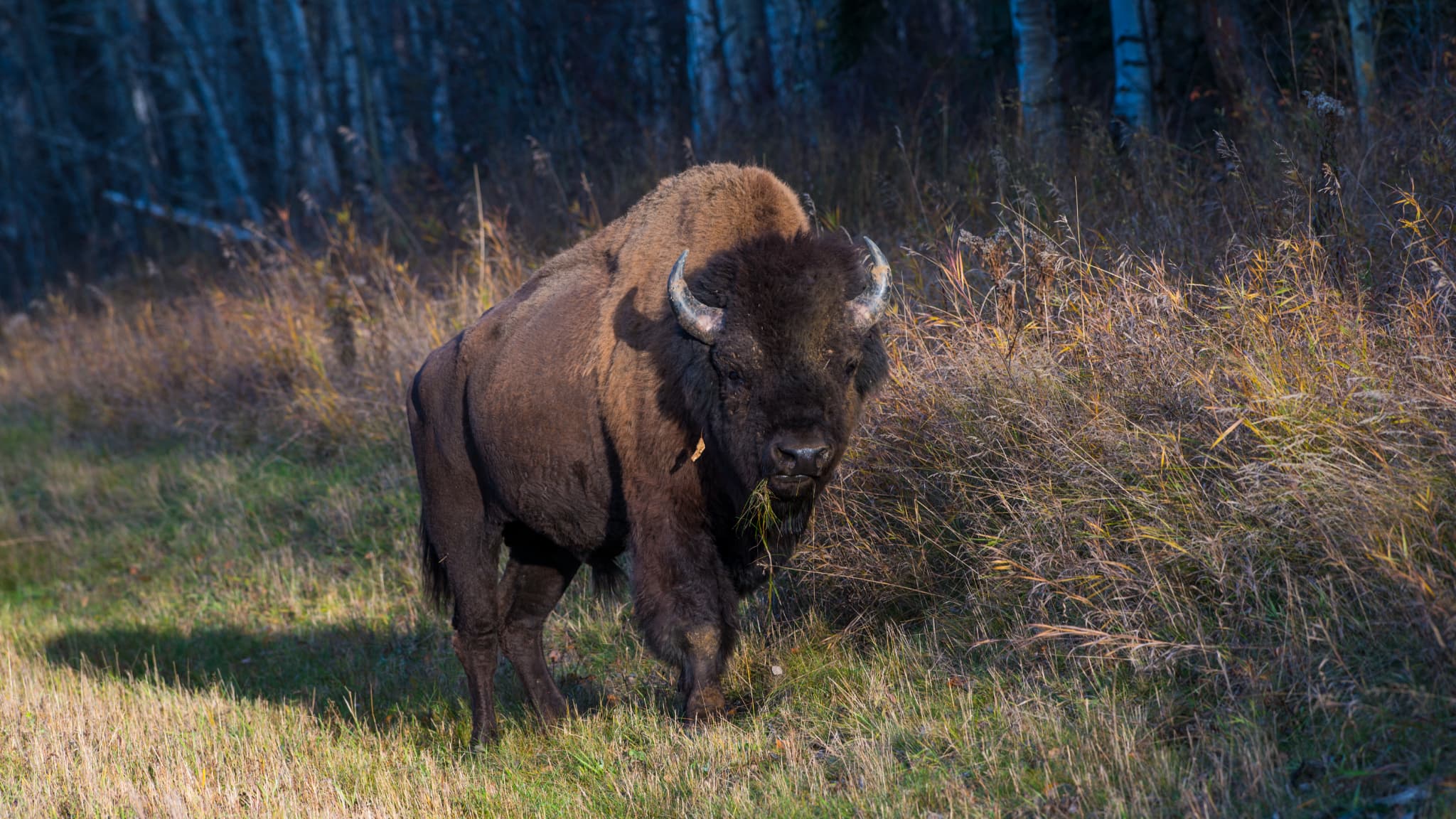 Trois bisons laissés en liberté écrasés par un train en Pologne