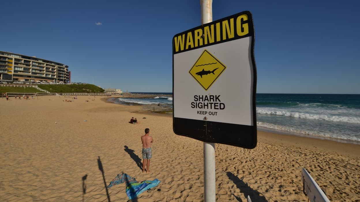 Une "grave" attaque: un plongeur tué par un requin de 4,5 mètres de large en Australie