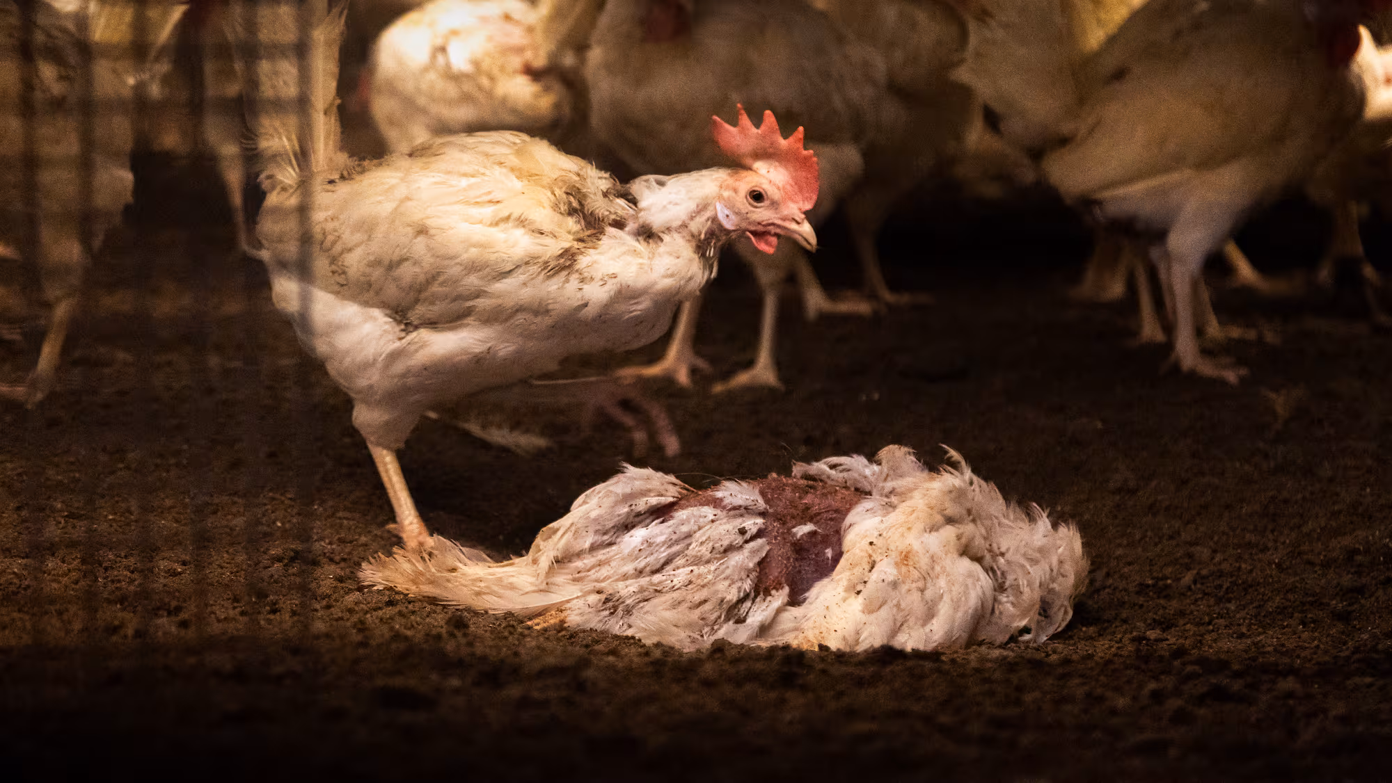 Tierquälerei? Schockbilder aus Berner Hühnerfarm