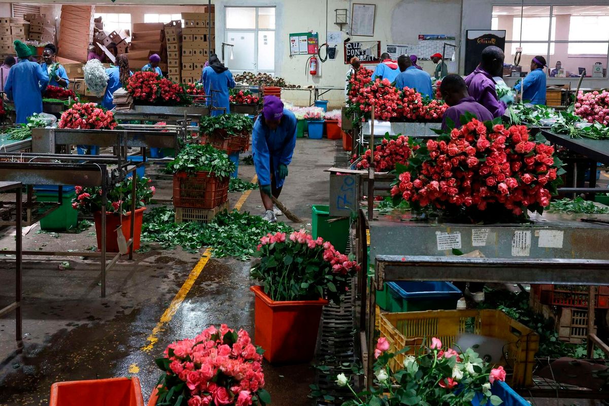 PRIME Kenya exports to UAE hit 33-month low on Iran war