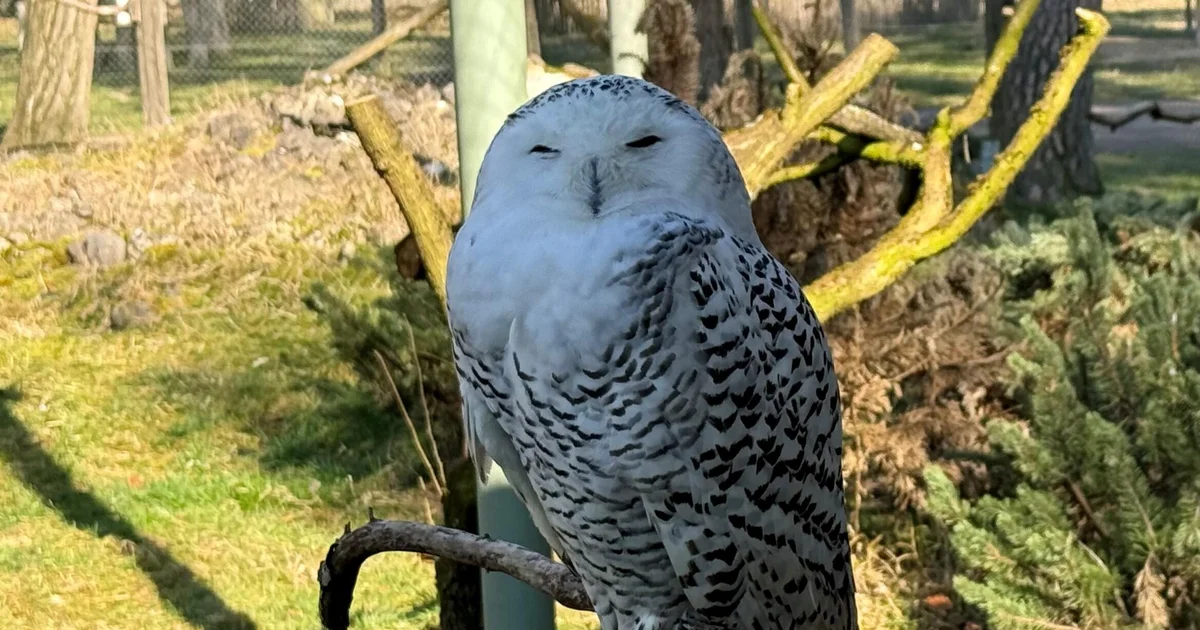 Snowy owl, cheetah among 40 species granted international protection