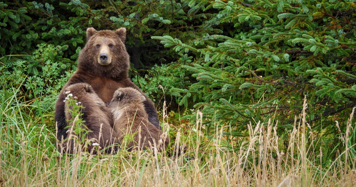 Agents can kill bears from the air to protect Alaska caribou, judge says