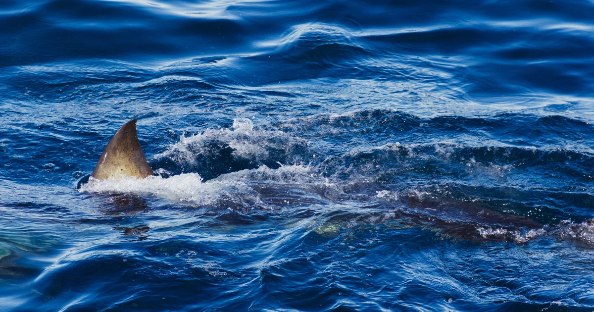 Shark kills spearfisher in front of friends: "Terrifying thing to see"
