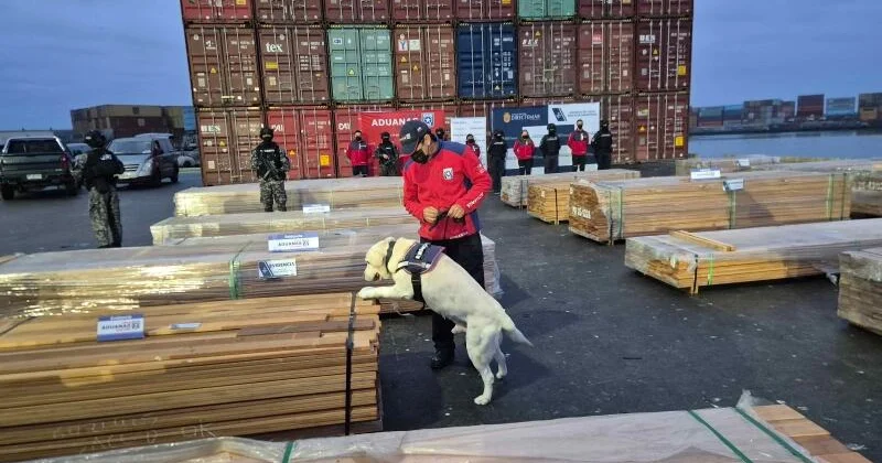Dogs help uncover record haul of drugs hidden in lumber