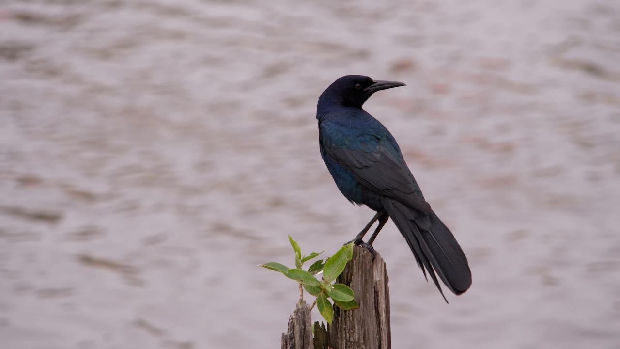 Florida Everglades drying up amid record drought