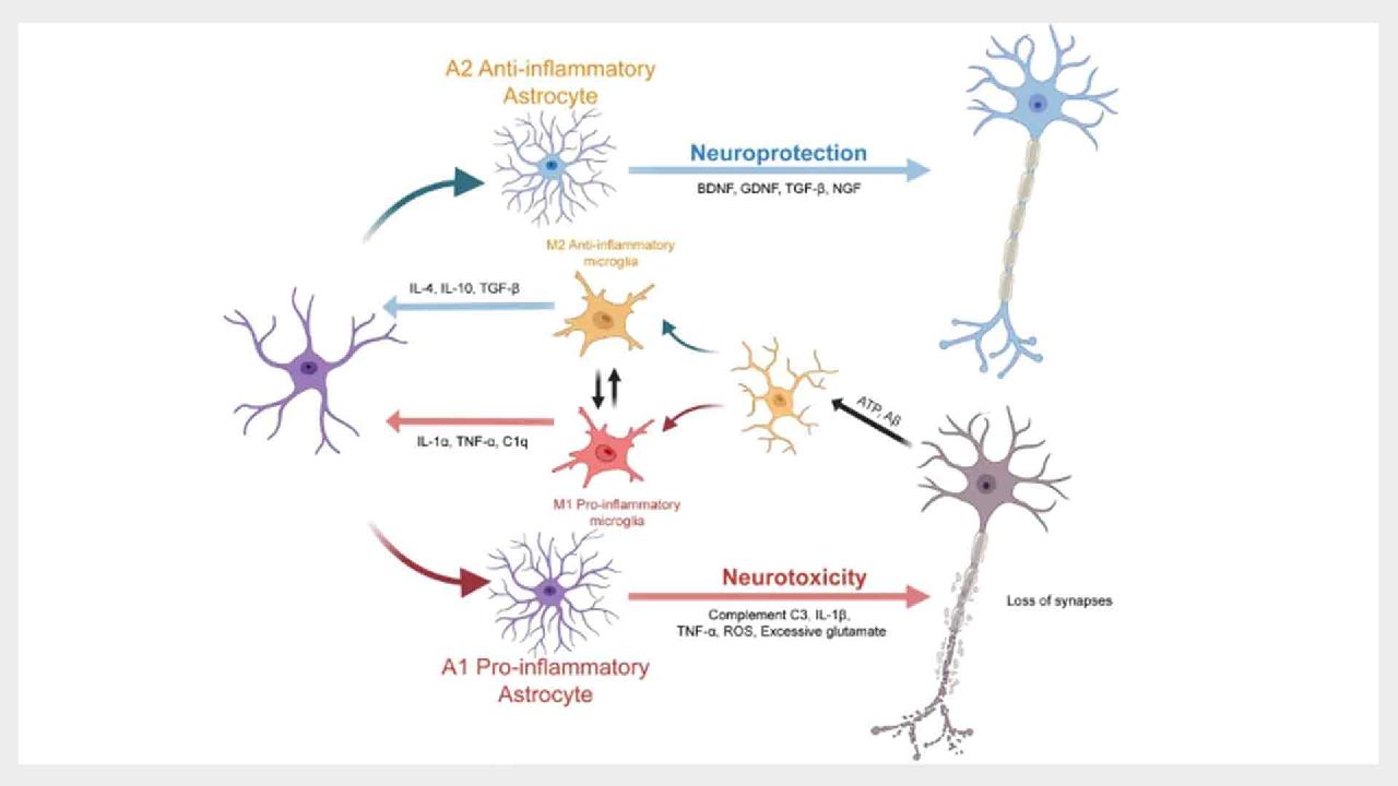 Researchers reveal metabolic and inflammatory roles of glial cells