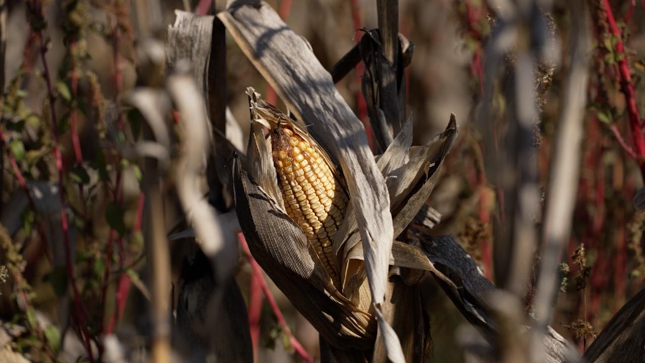 Argentina corn exports set to rise