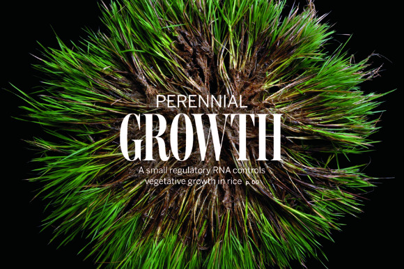 Study paves the way for growing perennial rice