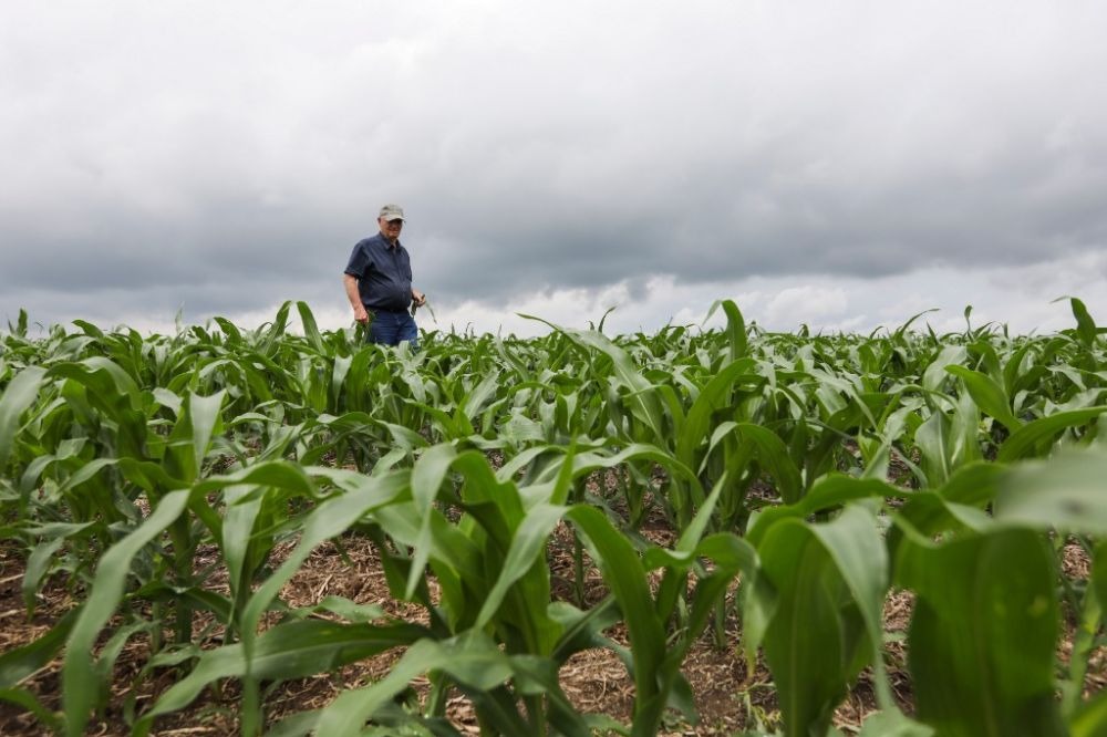 Corn is back on the menu for US exporters: Report