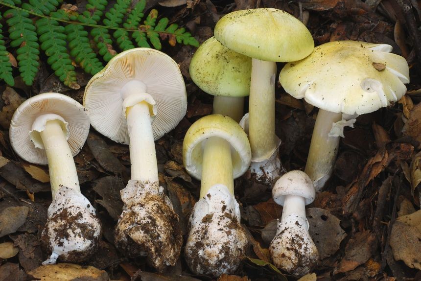 Four die from death cap mushrooms spreading in California after rains