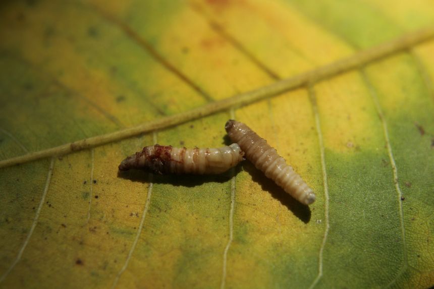 Flesh-eating screwworm returns to US, driven by illegal cattle trafficking