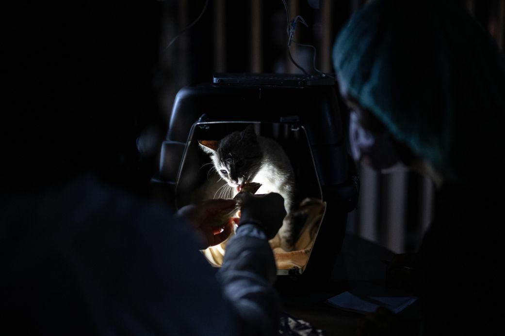 Hundreds of pets were rescued following Venezuela’s earthquakes. Now they’re looking for their families