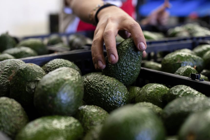 US halts avocado export inspections in Mexico’s Michoacan over security alert