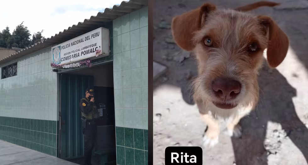 Joven denuncia presunto maltrato animal tras la muerte de su mascota en Pomalca