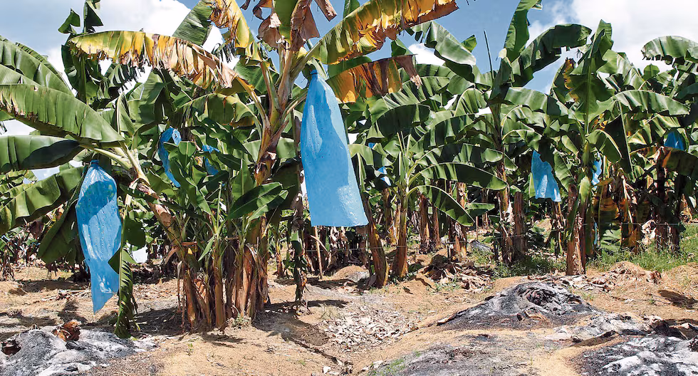 Plaga destruye mil hectáreas de banano en Piura