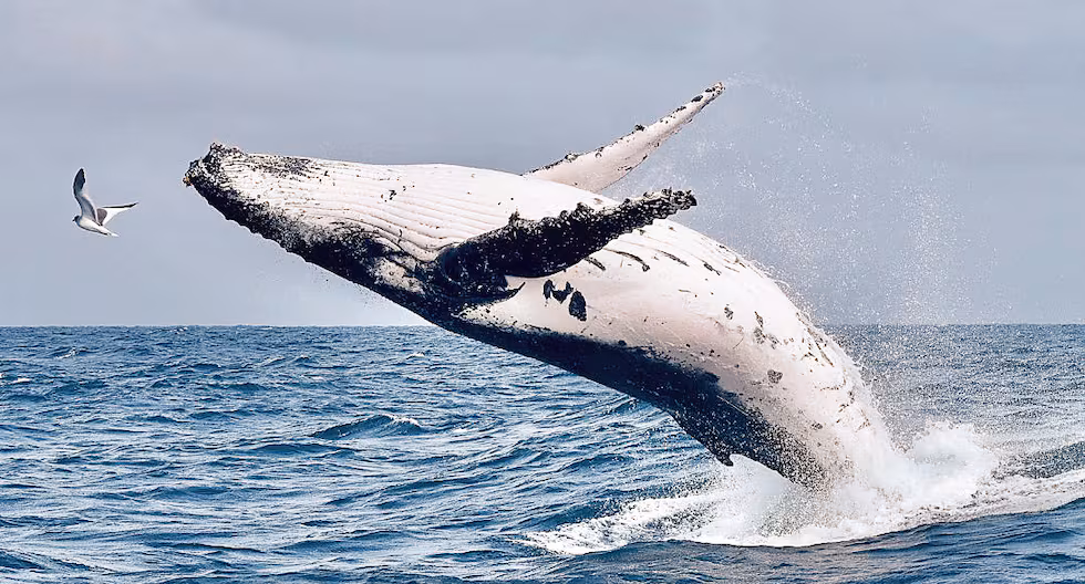La temporada de ballenas beneficia a 9,500 pescadores en Piura