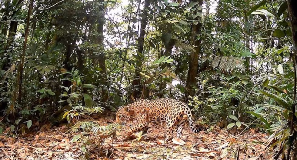 Pasco: Reconocen nueva Área de Conservación Privada “Llollo” en Oxapampa
